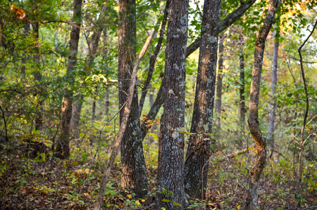 Land for Sale Stockton Lake Missouri - image 15