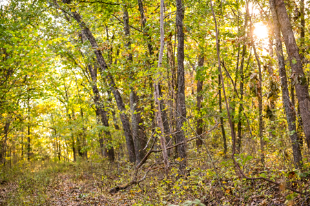 Land for Sale Stockton Lake Missouri - image 20