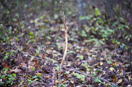 Land for Sale Stockton Lake Missouri - image 5