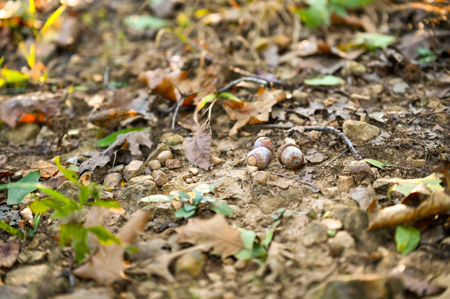 Land for Sale Stockton Lake Missouri - image 15