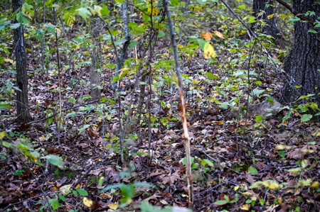 Land for Sale Stockton Lake Missouri - image 11