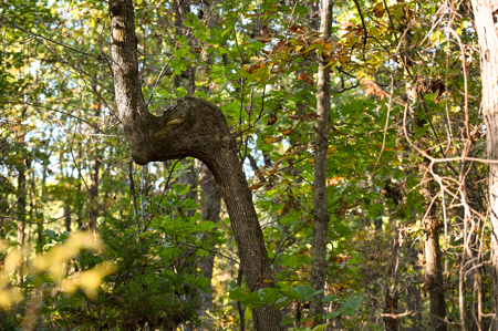 Land for Sale Stockton Lake Missouri - image 22