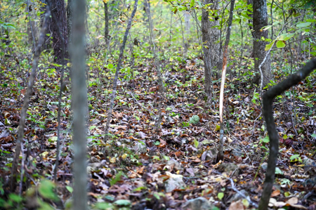 Land for Sale Stockton Lake Missouri - image 6