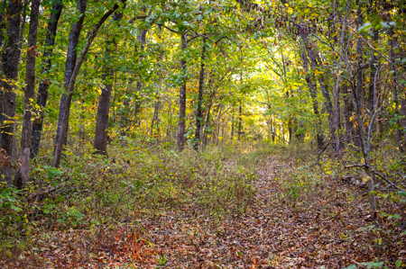 Land for Sale Stockton Lake Missouri - image 19