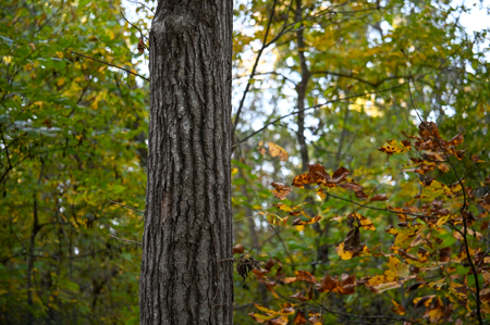 Land for Sale Stockton Lake Missouri - image 2