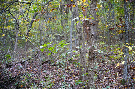 Land for Sale Stockton Lake Missouri - image 3