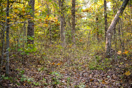 Land for Sale Stockton Lake Missouri - image 21