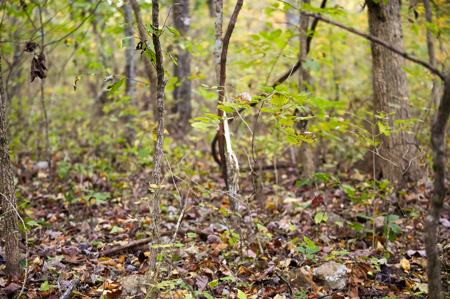 Land for Sale Stockton Lake Missouri - image 7