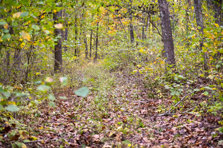 Land for Sale Stockton Lake Missouri - image 9