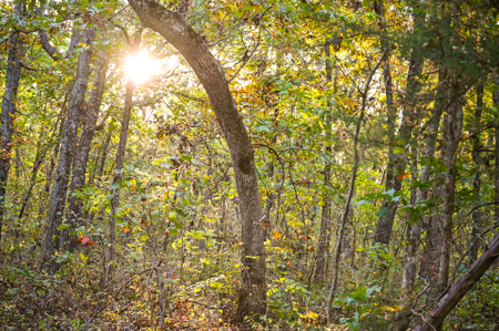 Land for Sale Stockton Lake Missouri - image 16