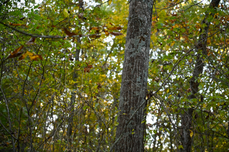 Land for Sale Stockton Lake Missouri - image 4