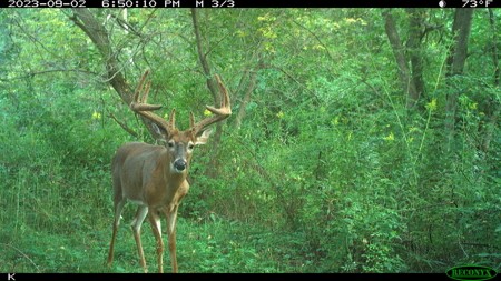 Hunting Land for Sale in Richland County, Wisconsin - image 3