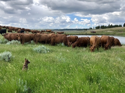 Newton Grove | Yellowstone County, Montana - image 6