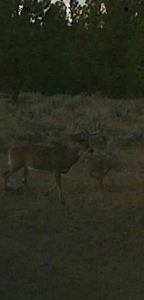 Newton Grove | Yellowstone County, Montana - image 35