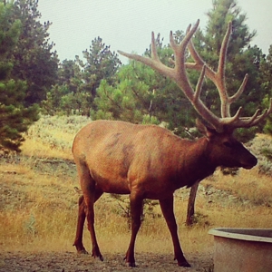 Newton Grove | Yellowstone County, Montana - image 2