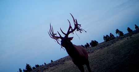 Newton Grove | Yellowstone County, Montana - image 26