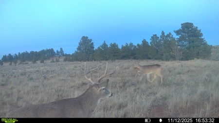 Newton Grove | Yellowstone County, Montana - image 10