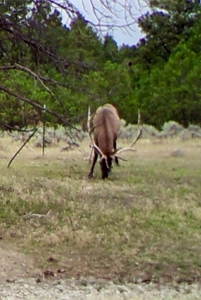 Newton Grove | Yellowstone County, Montana - image 27