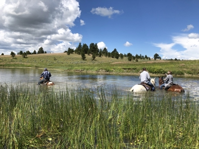 Newton Grove | Yellowstone County, Montana - image 28