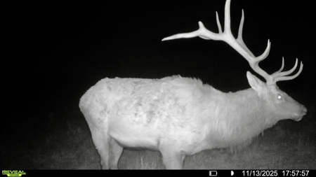 Newton Grove | Yellowstone County, Montana - image 9