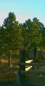 Newton Grove | Yellowstone County, Montana - image 36