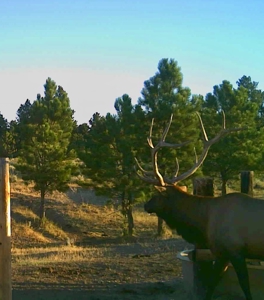 Newton Grove | Yellowstone County, Montana - image 37