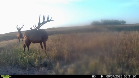 Newton Grove | Yellowstone County, Montana - image 5