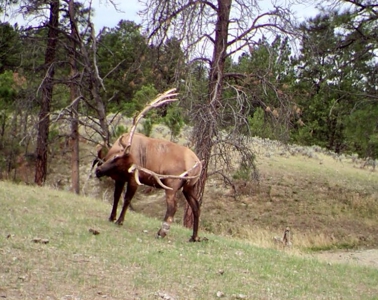 Newton Grove | Yellowstone County, Montana - image 24