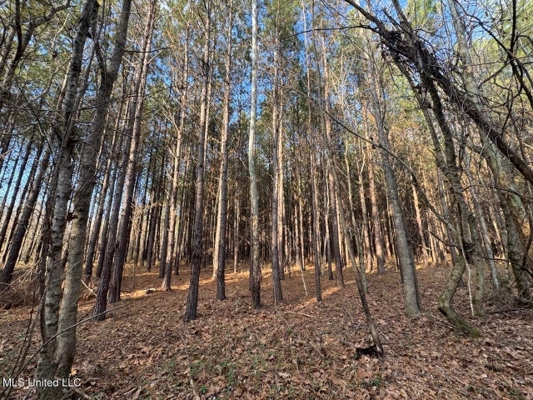 140 Acres with Farmhouse in Lorman, Mississippi