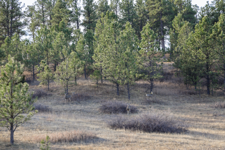 420± Acres for Sale in Musselshell County, Montana - image 42