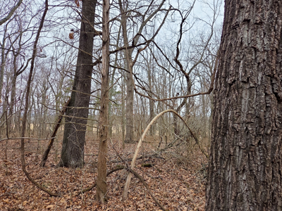 Land For Sale Walnut Grove Missouri - image 15