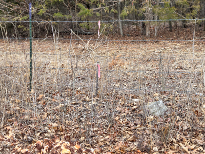 Land For Sale Walnut Grove Missouri - image 12