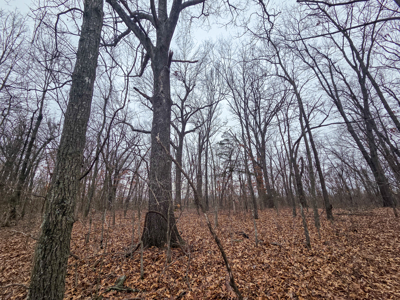 Land For Sale Walnut Grove Missouri - image 2
