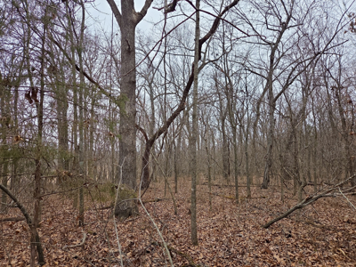 Land For Sale Walnut Grove Missouri - image 19