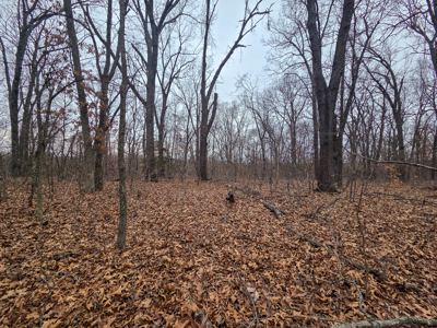 Land For Sale Walnut Grove Missouri - image 5