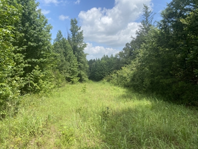 118 Acre Ranch in Winnsboro, Tx - image 11