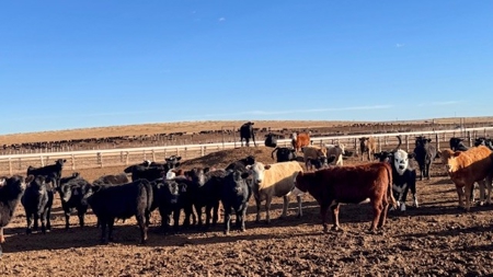 Southwest Nebraska Feedlot For Sale - image 32