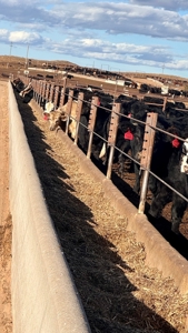 Southwest Nebraska Feedlot For Sale - image 26
