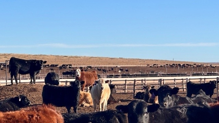 Southwest Nebraska Feedlot For Sale - image 30
