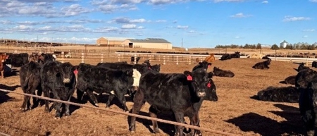 Southwest Nebraska Feedlot For Sale - image 31