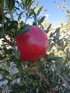 Split-Floor-Plan Home with RV Pad, Shed & Outdoor Living - image 20