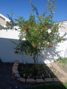 Split-Floor-Plan Home with RV Pad, Shed & Outdoor Living - image 19