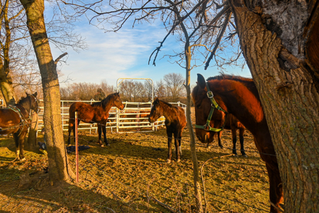 Home for Sale in Lamar Missouri - image 4