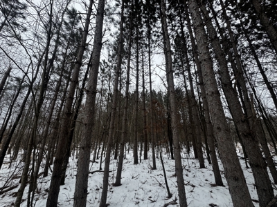 81.64± Acre Parcel in the Town of Clearfield, Juneau County - image 5