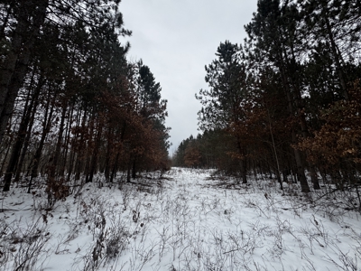 81.64± Acre Parcel in the Town of Clearfield, Juneau County - image 39