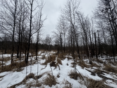81.64± Acre Parcel in the Town of Clearfield, Juneau County - image 13