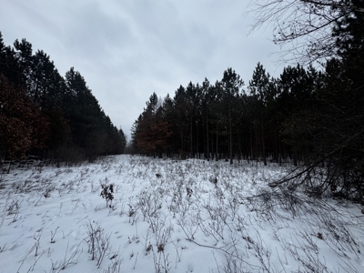81.64± Acre Parcel in the Town of Clearfield, Juneau County - image 9