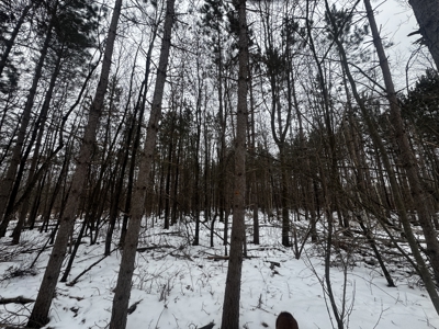 81.64± Acre Parcel in the Town of Clearfield, Juneau County - image 15
