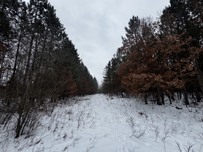 81.64± Acre Parcel in the Town of Clearfield, Juneau County - image 7