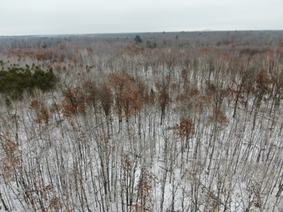 81.54± acre parcel in the Town of Clearfield, Juneau County - image 29